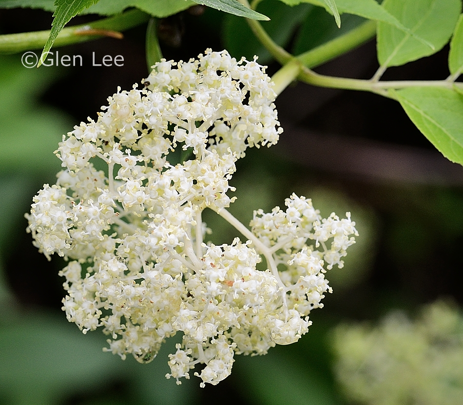 Sambucus Racemosa Var Racemosa Photos Saskatchewan Wildflowers sambucus-racemosa-var-racemosa-photos-saskatchewan-wildflowers